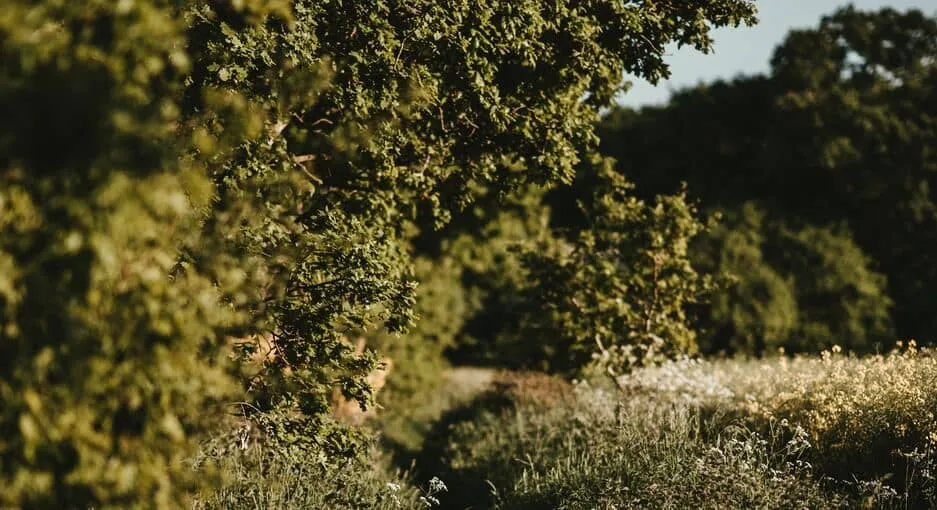 Plantations de haies bocagères sur la ferme