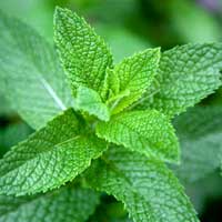 Menthe fraîche origine Avessac Menthe fraîche origine Avessac