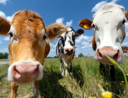 Croisement 3 voies : un lait d’exception pour nos créations !