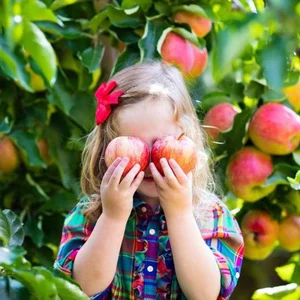 Des fruits sains et de saison et des pommes du verger familial